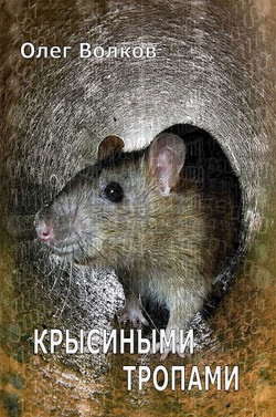 Крысиными тропами